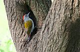 African Gray Woodpecker